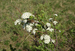 Spiraea media