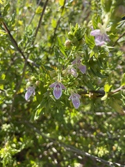 Teucrium bicolor