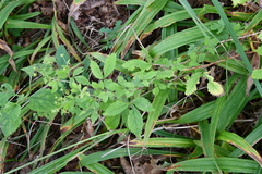 Potentilla cryptotaeniae