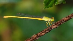Ceriagrion coromandelianum