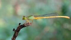 Ceriagrion coromandelianum