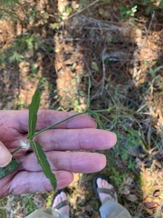 Verbena rigida