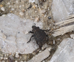 Brachycerus