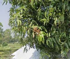 Mangifera