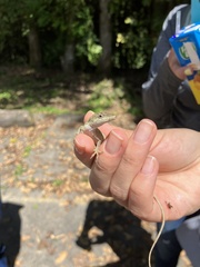 Anolis antonii