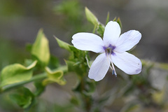 Barleria