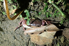 Geothelphusa pingtung