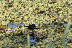 Agelasticus cyanopus