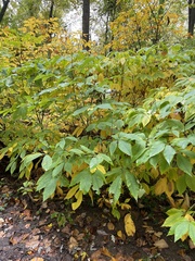 Aesculus parviflora