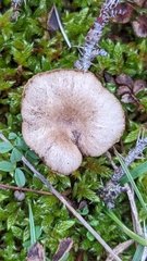Clitocybe barbularum