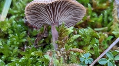 Clitocybe barbularum