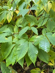 Aesculus parviflora