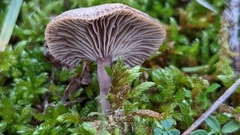 Clitocybe barbularum
