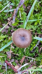 Galerina uncialis