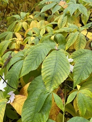 Aesculus parviflora