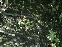 Halerpestes cymbalaria