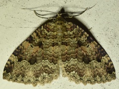 Triphosa dubitata