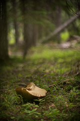 Caloboletus frustosus