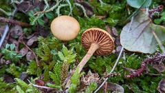 Galerina uncialis
