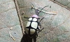 Omophoita octoguttata