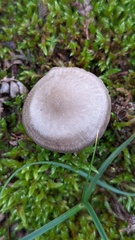 Entoloma vindobonense
