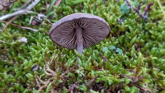 Entoloma vindobonense