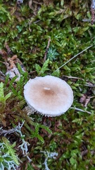 Lepiota erminea
