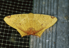 Nepheloleuca complicata