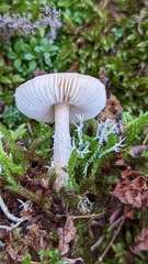 Lepiota erminea