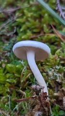 Clitocybe agrestis