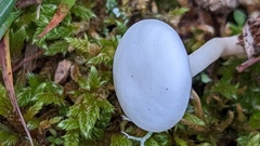 Clitocybe agrestis