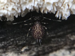 Ptenothrix italica
