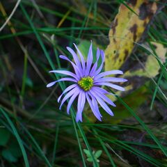 Aster amellus