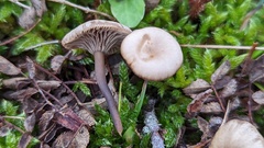 Clitocybe barbularum