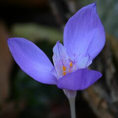 Crocus banaticus