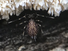Ptenothrix italica