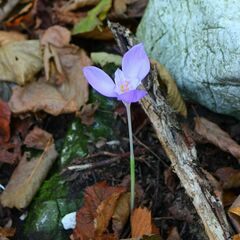 Crocus banaticus