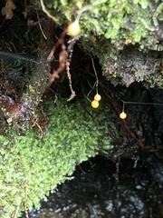 Badhamia utricularis