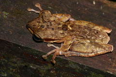 Polypedates macrotis