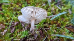 Melanoleuca polioleuca