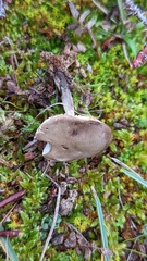 Melanoleuca polioleuca