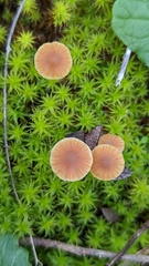 Galerina graminea