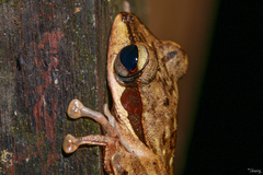 Polypedates macrotis