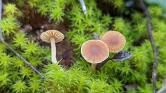 Galerina graminea