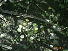 Halerpestes cymbalaria