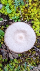 Entoloma vindobonense