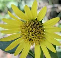 Verbesina tetraptera