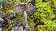 Entoloma vindobonense
