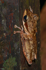 Polypedates macrotis