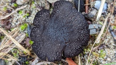 Helvella corium